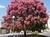 Sementes De Cássia Rosea - Cassia Grandis na internet