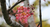 Sementes De Cássia Rosea - Cassia Grandis - loja online