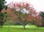 Imagem do Sementes De Cássia Rosea - Cassia Grandis