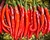 Sementes de Pimenta Cayenne