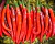 Sementes de Pimenta Cayenne