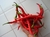 Sementes de Pimenta Cayenne Orgânica