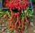 Sementes de Pimenta Cayenne