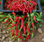 Sementes de Pimenta Cayenne Orgânica
