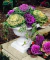 Sementes de Couve Ornamental