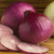 Sementes De Cebola Roxa