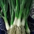 Sementes de Cebolinha Evergreen Orgânico - loja online