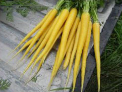 Sementes de Cenoura Yellow Solar (Amarela)