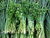 Sementes de Cheiro Verde (Cebolinha e Salsa)