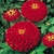 Sementes de Zinnia Gigante da Califórnia Vermelha