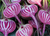Sementes de Beterraba Listrada Chioggia