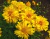 Sementes de Coreopsis Amarela