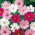 Sementes de Cosmea Sortida