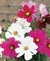 Sementes de Cosmea Sortida