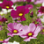 Sementes de Cosmea Sortida