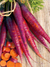 Sementes de Cenoura Cosmic Purple (Roxa)
