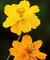 Sementes de Cosmos Amarelo