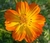 Sementes de Cosmos Laranja
