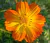 Sementes de Cosmos Laranja