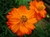 Sementes de Cosmos Laranja