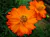 Sementes de Cosmos Laranja