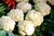 Sementes de Couve-Flor Snowball Orgânica