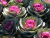 Sementes de Couve Ornamental