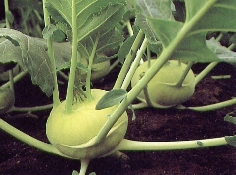 Sementes de Couve Rabano