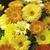 Sementes De Calêndula Sortida Dobrada (Calendula Officinalis)