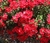 Sementes de Verbena