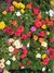 Sementes de Portulaca Dobrada Sortida