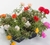 Sementes de Portulaca Dobrada Sortida