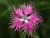 Sementes de Franjas Rosa 