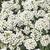 Sementes de Alyssum Branco