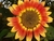 Sementes de Girassol Sol Noturno