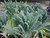 Sementes de Couve Negra Toscana ORGÂNICA (Cavolo Nero)
