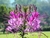 Sementes de Spider Flower (Planta-Aranha)