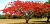 Sementes de Flamboyant - Delonix Regia