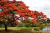 Sementes de Flamboyant - Delonix Regia