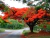 Sementes de Flamboyant - Delonix Regia