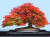 Sementes de Flamboyant - Delonix Regia