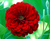 Sementes de Zinnia Gigante da Califórnia Vermelha