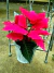 Sementes de Bico de Papagaio (Flor do Natal)