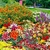 Sementes de Flores Sortidas Que Atraem Borboletas