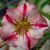 Sementes de Adenium Rainbow (Rosa do Deserto)