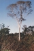 Garapa Apuleia leiocarpa