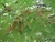 Garapa Apuleia leiocarpa