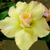 Comprar Sementes de Rosa do Deserto - Adenium Obesum - Lemon Sun - 5 Sementes
