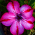 Sementes de Adenium Mamoung (Rosa do Deserto)