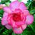 Sementes de Adenium Pink Lady (Rosa do Deserto)